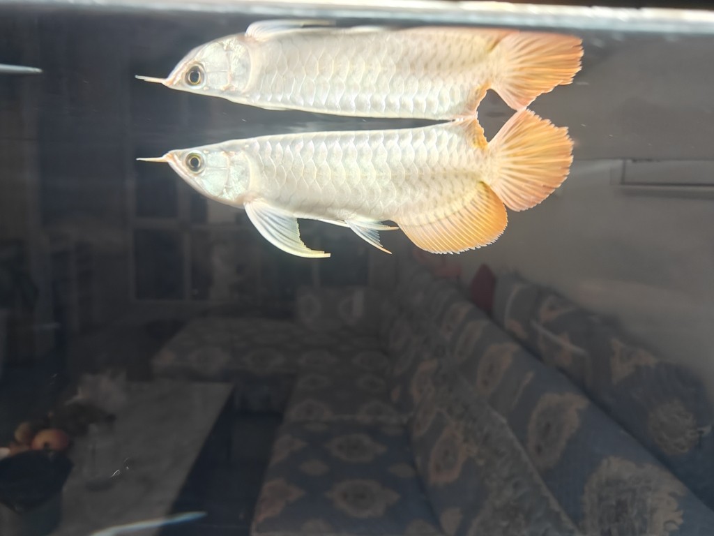 新手一枚，請大神幫看看
