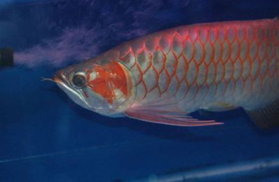 紅龍魚鱗片疾病：關(guān)于紅龍魚鱗片疾病的詳細(xì)介紹