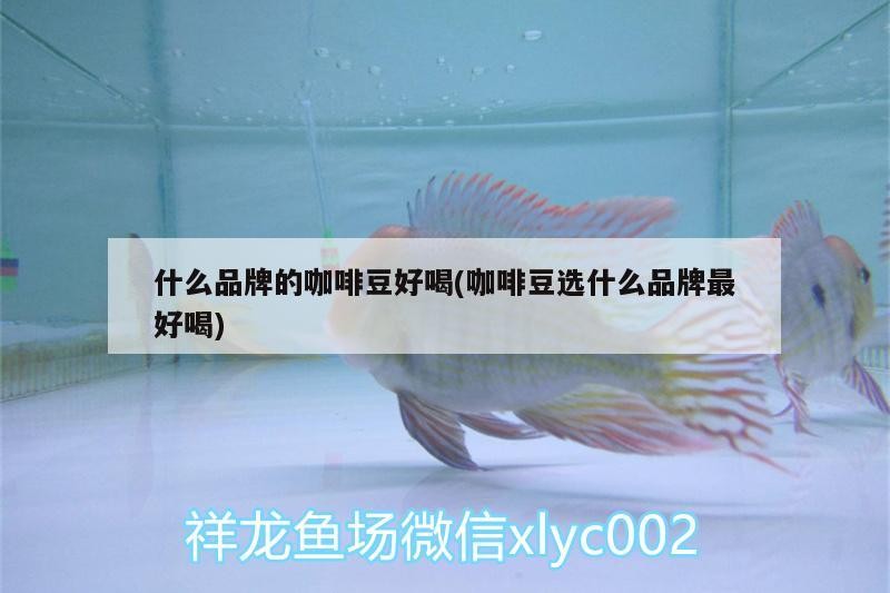 什么品牌的咖啡豆好喝(咖啡豆選什么品牌最好喝) 什么品牌的咖啡豆好喝(咖啡豆選什么品牌最好喝) 馬來西亞咖啡