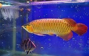 金龍魚腹部形態(tài)觀察技巧：-觀察金龍魚的腹部形態(tài)觀察技巧與方法建議