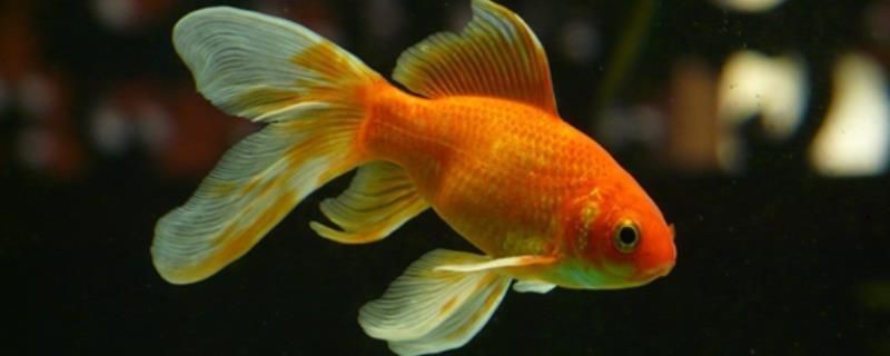 金龍魚腹部形態(tài)觀察技巧：-觀察金龍魚的腹部形態(tài)觀察技巧與方法建議