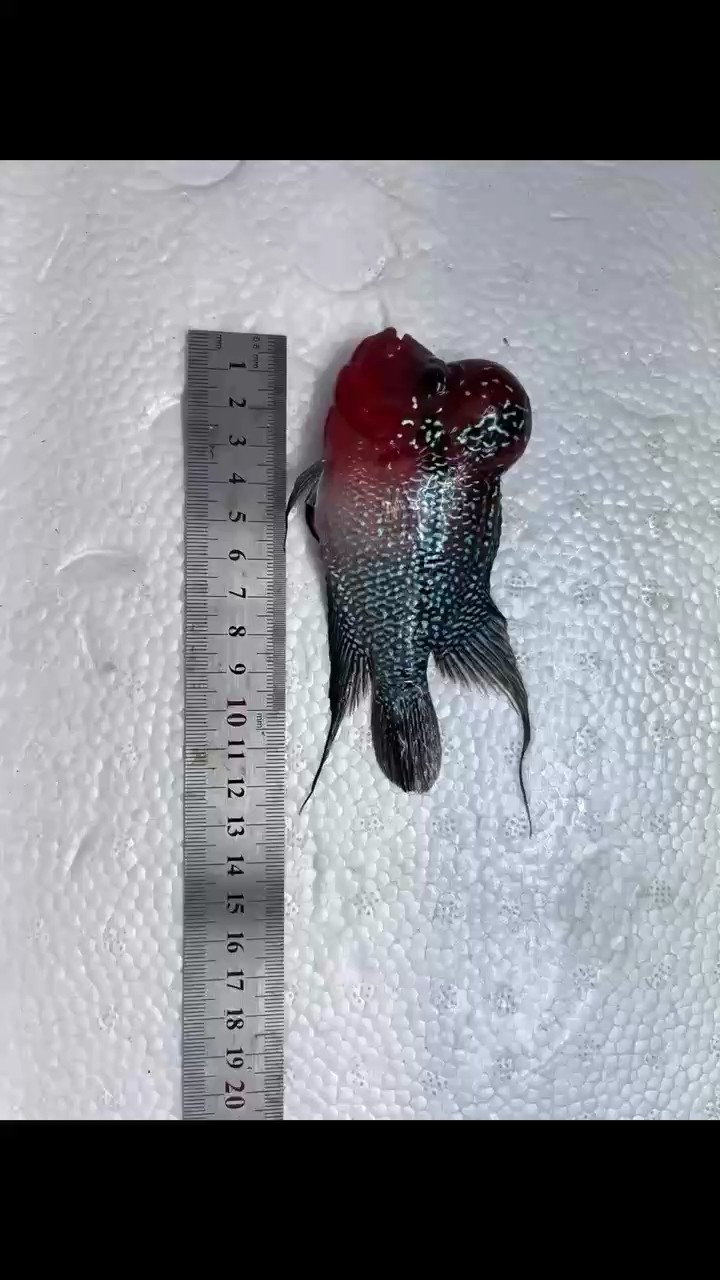 以魚會友，鴻運當頭 以魚會友，鴻運當頭 龍魚論壇