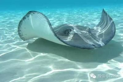 魟魚的牙：魟魚的牙是它們生存的重要工具，主要用于捕食和防御 魟魚的牙：魟魚的牙是它們生存的重要工具，主要用于捕食和防御 魟魚百科 第3張