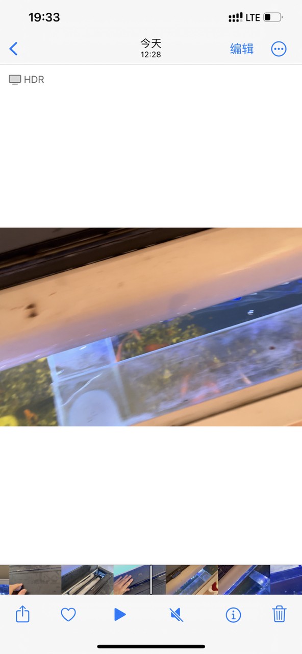 觀賞魚