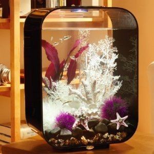 80的魚缸養什么魚：80厘米的魚缸養魚的注意事項
