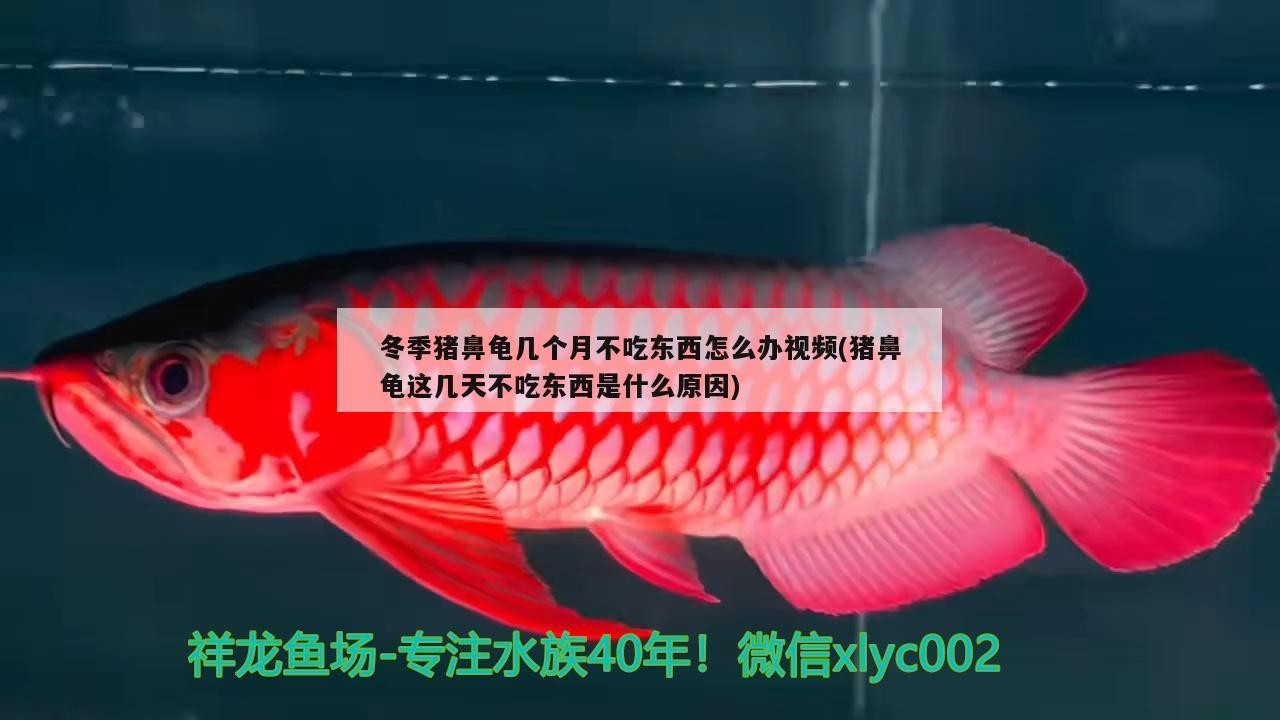 冬季豬鼻龜幾個月不吃東西怎么辦視頻(豬鼻龜這幾天不吃東西是什么原因)
