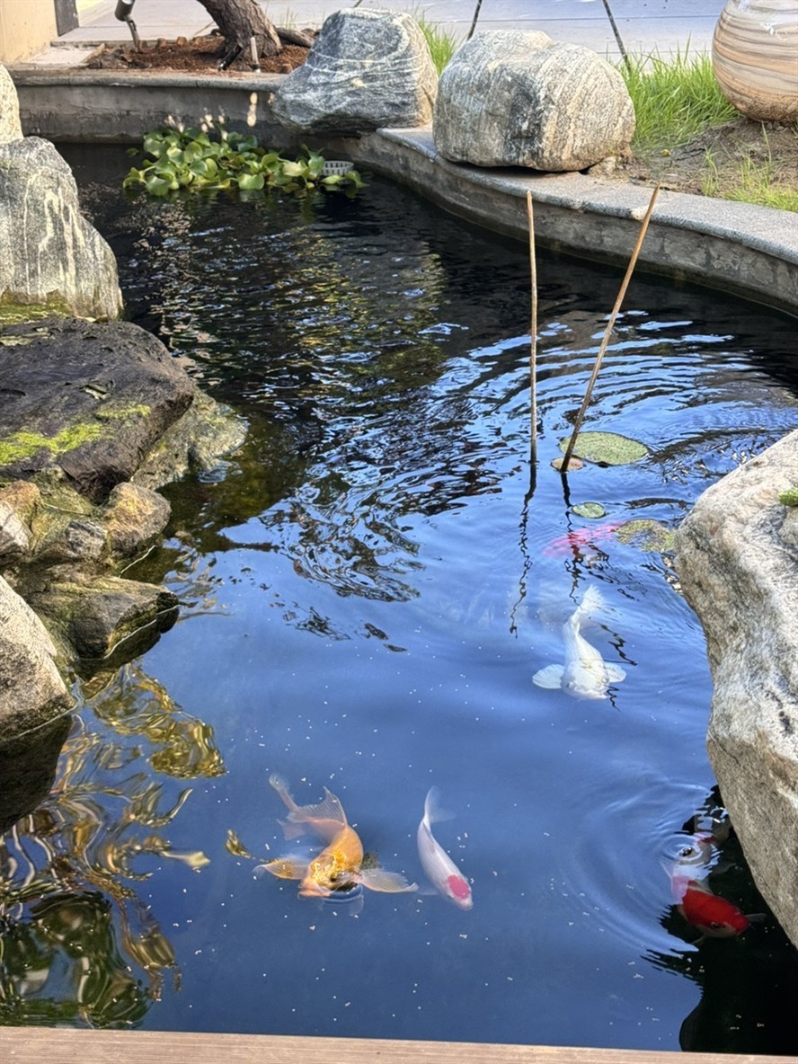 庭院魚池建好半年，新入三條，湊齊五條錦鯉。今天買的一條單頂品相還可以，雖然個頭最小。個頭最大的白錦鯉嘴巴有點歪，不知魚嘴為什么會歪呢？難道是喝奶嘴長歪了嗎？
