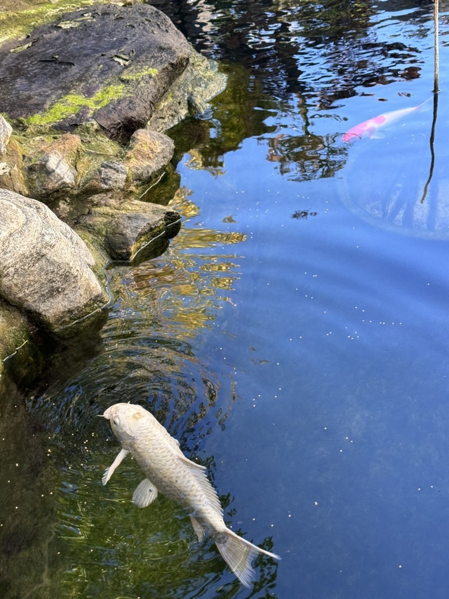 庭院魚池建好半年，新入三條，湊齊五條錦鯉。今天買的一條單頂品相還可以，雖然個頭最小。個頭最大的白錦鯉嘴巴有點歪，不知魚嘴為什么會歪呢？難道是喝奶嘴長歪了嗎？