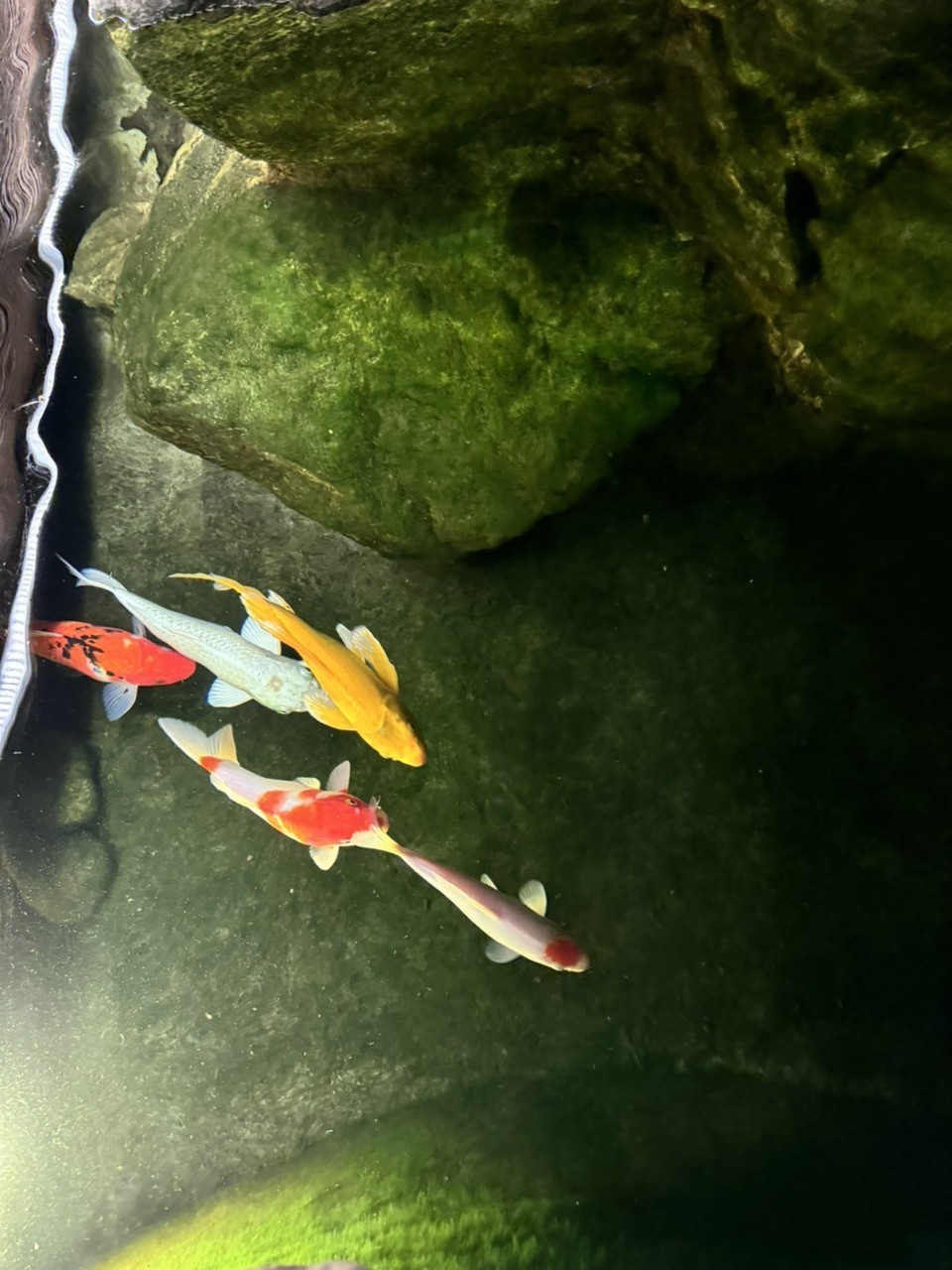 庭院魚池建好半年，新入三條，湊齊五條錦鯉。今天買的一條單頂品相還可以，雖然個頭最小。個頭最大的白錦鯉嘴巴有點歪，不知魚嘴為什么會歪呢？難道是喝奶嘴長歪了嗎？
