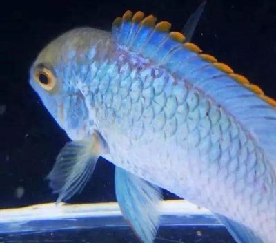 家用魚缸放什么位置好?家用魚缸放什么位置好一點