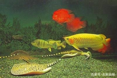 魟魚難養：關于“魟魚難養”的問題