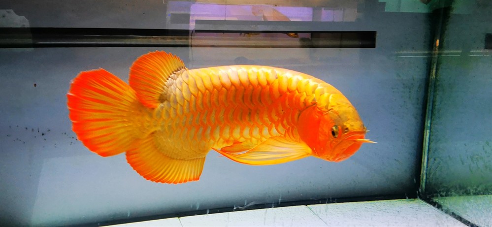 這條魚目前的表現 這條魚目前的表現 龍魚論壇