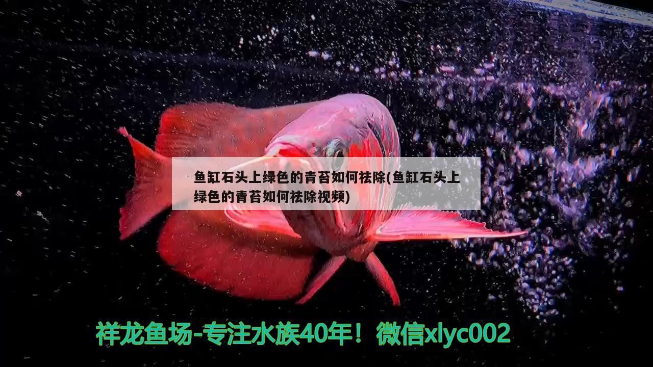 魚缸石頭上綠色的青苔如何祛除(魚缸石頭上綠色的青苔如何祛除視頻)