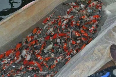家養小魚為什么老是死亡:家養小魚為什么老是死亡的原因 龍魚百科 第3張 家養小魚為什么老是死亡:家養小魚為什么老是死亡的原因 家養小魚為什么老是死亡:家養小魚為什么老是死亡的原因 龍魚百科 第3張