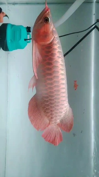 請龍一條，35厘米超血紅龍