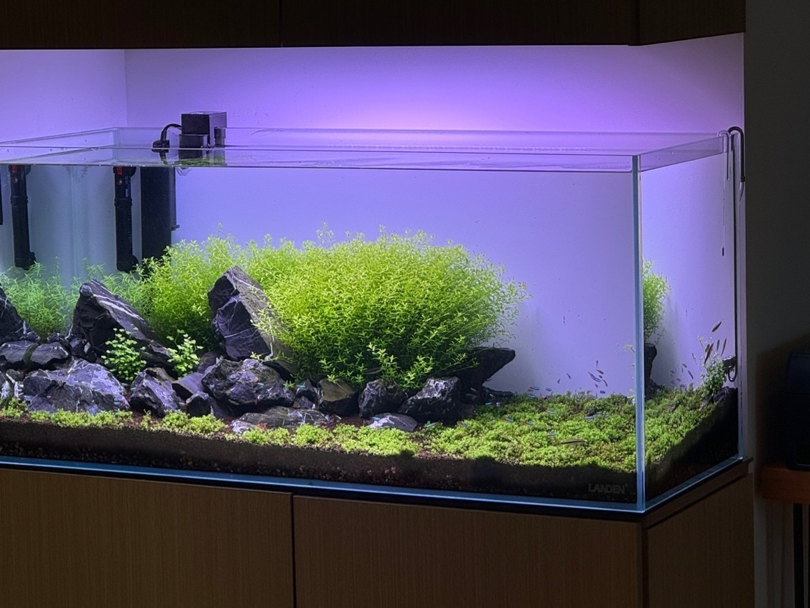 放魚