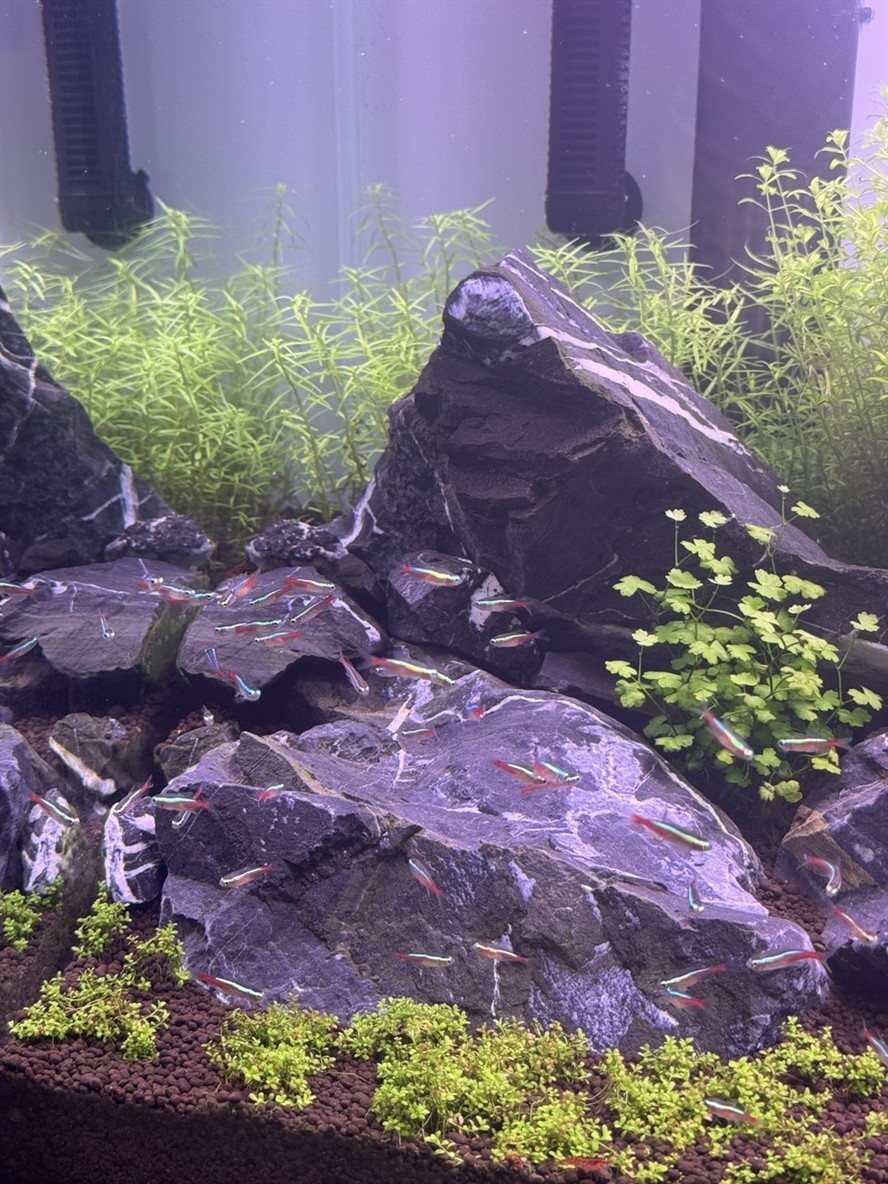 放魚