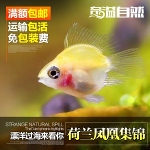 家養(yǎng)黑魚是吉還是兇：家養(yǎng)黑魚是吉還是兇呢