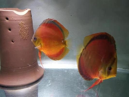 家庭魚缸養魚技巧：家庭魚缸養魚技巧注意事項