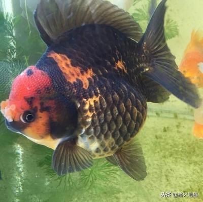觀賞魚大眼病是什么原因（關于觀賞魚突眼病的一些問題）