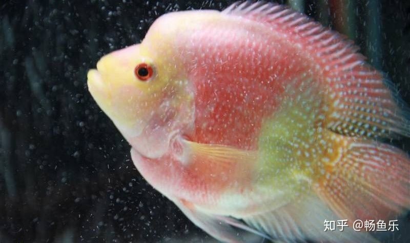 觀賞魚大眼病是什么原因（關于觀賞魚突眼病的一些問題）