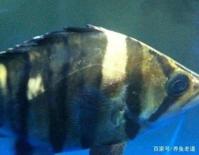 觀賞魚大眼病是什么原因（關于觀賞魚突眼病的一些問題）