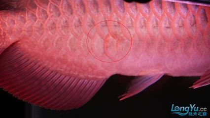 龍魚立鱗的原因是什么呢vs祥龍魚場：祥龍魚場的龍魚立鱗的治療方法如何挑選健康的龍魚