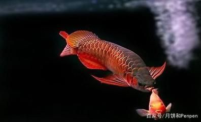 龍魚立鱗的原因是什么呢vs祥龍魚場：祥龍魚場的龍魚立鱗的治療方法如何挑選健康的龍魚