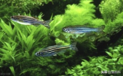 家庭養(yǎng)魚缸推薦：家庭養(yǎng)魚缸推薦 家庭養(yǎng)魚缸推薦：家庭養(yǎng)魚缸推薦 龍魚百科 第1張