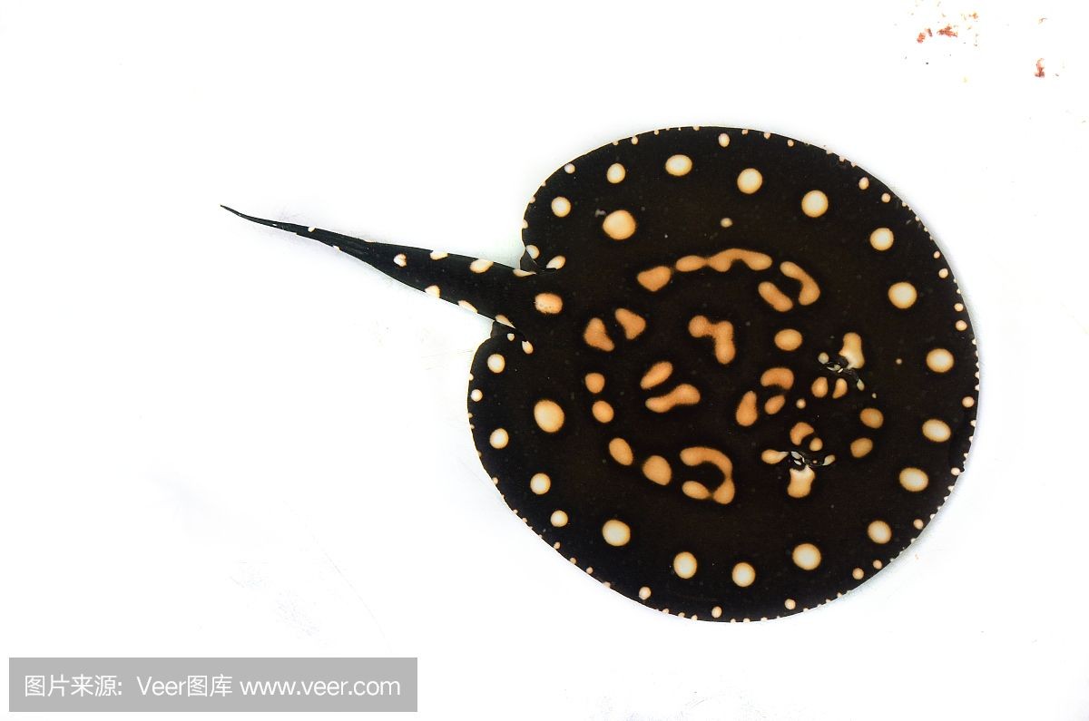 魟魚灰色為什么比黑色貴：為什么[需手動填充]魚灰色為什么比黑色貴 魟魚灰色為什么比黑色貴：為什么[需手動填充]魚灰色為什么比黑色貴 魟魚百科 第1張