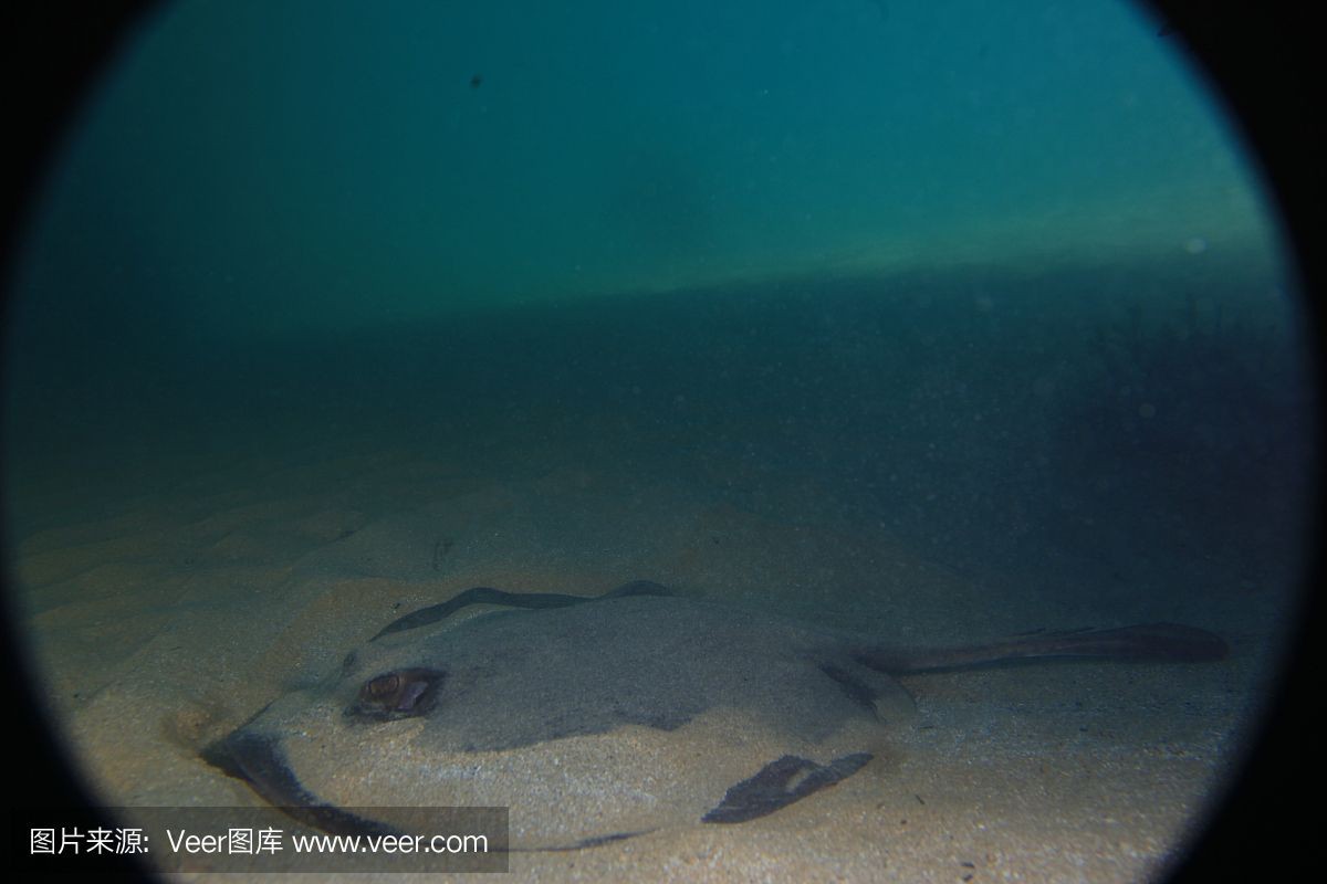 魟魚灰色為什么比黑色貴：為什么[需手動填充]魚灰色為什么比黑色貴 魟魚灰色為什么比黑色貴：為什么[需手動填充]魚灰色為什么比黑色貴 魟魚百科 第2張