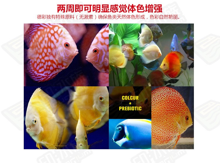 家庭養(yǎng)什么花好：家庭養(yǎng)什么花好看又好養(yǎng)?