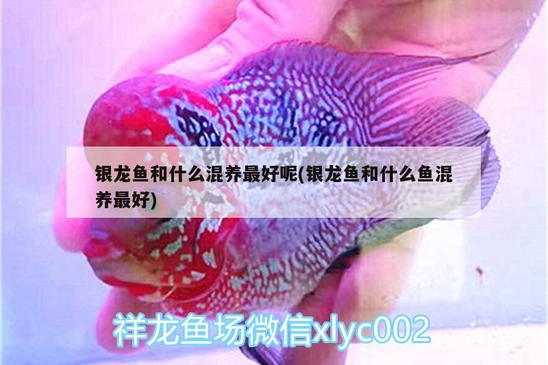 銀龍魚和什么混養(yǎng)最好呢(銀龍魚和什么魚混養(yǎng)最好)