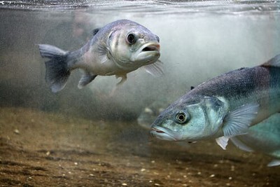 家庭養雷龍魚吉利嗎風水好嗎：家庭養雷龍魚吉利嗎風水好嗎視頻