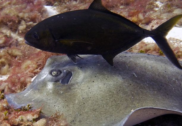詳細(xì)閱讀:魟魚多長時間不吃東西會死掉:魟魚不吃東西會死掉嗎 魟魚多長時間不吃東西會死掉:魟魚不吃東西會死掉嗎