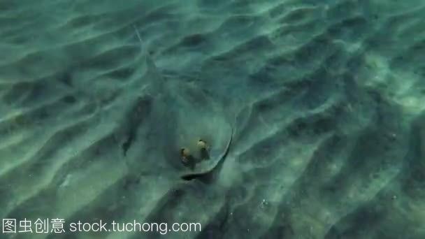 詳細(xì)閱讀:魟魚多長時間不吃東西會死掉:魟魚不吃東西會死掉嗎 魟魚多長時間不吃東西會死掉:魟魚不吃東西會死掉嗎