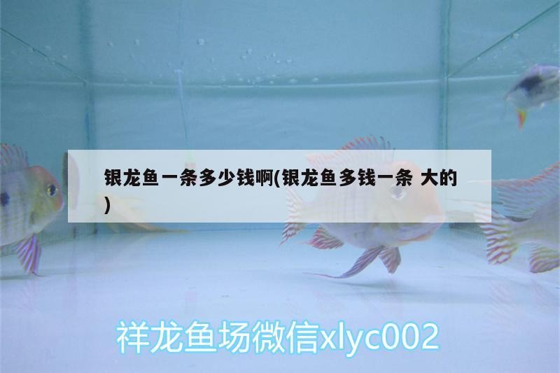 銀龍魚一條多少錢啊(銀龍魚多錢一條大的)