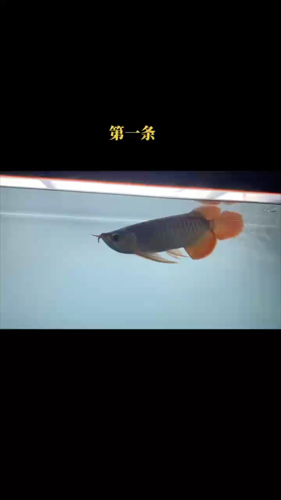 很久沒有更新過小尺寸個(gè)體了。
歡迎欣賞??????
#龍魚 #萬隆天王紅龍 #大湖魚
