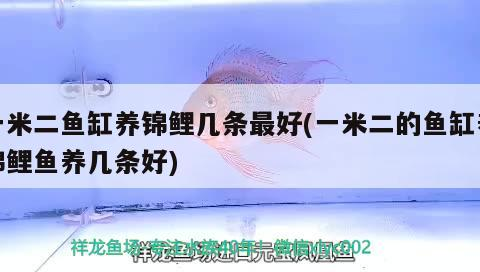 一米二魚缸養錦鯉幾條最好(一米二的魚缸養錦鯉魚養幾條好)
