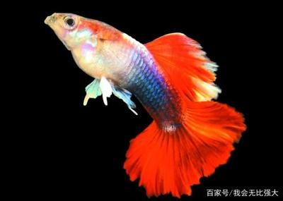 800的魚缸玻璃多厚的:魚缸玻璃厚度的選擇 魚缸百科 第1張 800的魚缸玻璃多厚的:魚缸玻璃厚度的選擇 800的魚缸玻璃多厚的:魚缸玻璃厚度的選擇 魚缸百科 第1張