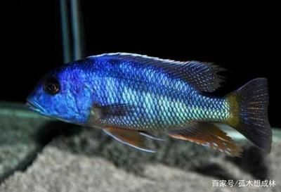 800的魚缸玻璃多厚的:魚缸玻璃厚度的選擇 魚缸百科 第3張 800的魚缸玻璃多厚的:魚缸玻璃厚度的選擇 800的魚缸玻璃多厚的:魚缸玻璃厚度的選擇 魚缸百科 第3張
