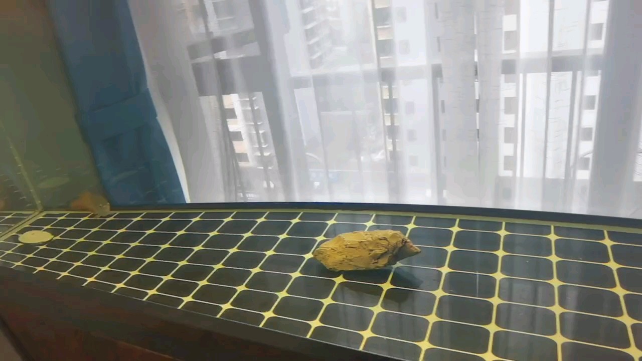 才養(yǎng)第二個(gè)月就開始趴缸了