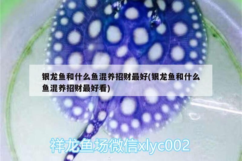 銀龍魚和什么魚混養招財最好(銀龍魚和什么魚混養招財最好看) 銀龍魚和什么魚混養招財最好(銀龍魚和什么魚混養招財最好看) 銀龍魚百科