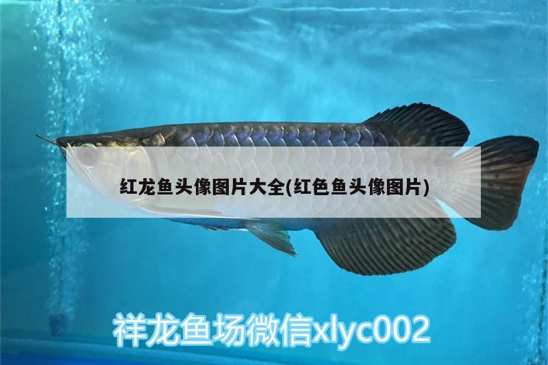 沈陽定做魚缸哪里比較好看實惠便宜 沈陽定做魚缸哪里比較好看實惠便宜又好用