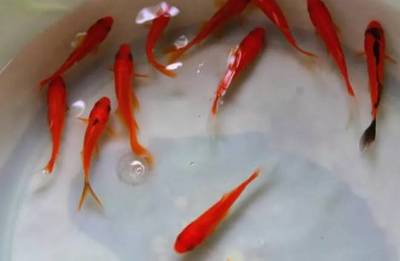 家里招財魚物件怎么擺放：家里招財魚物件怎么擺放好