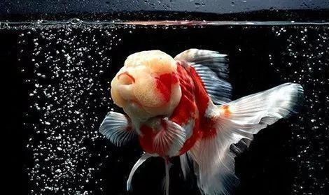 金龍魚顏色暗淡處理：處理金龍魚顏色暗淡的方法