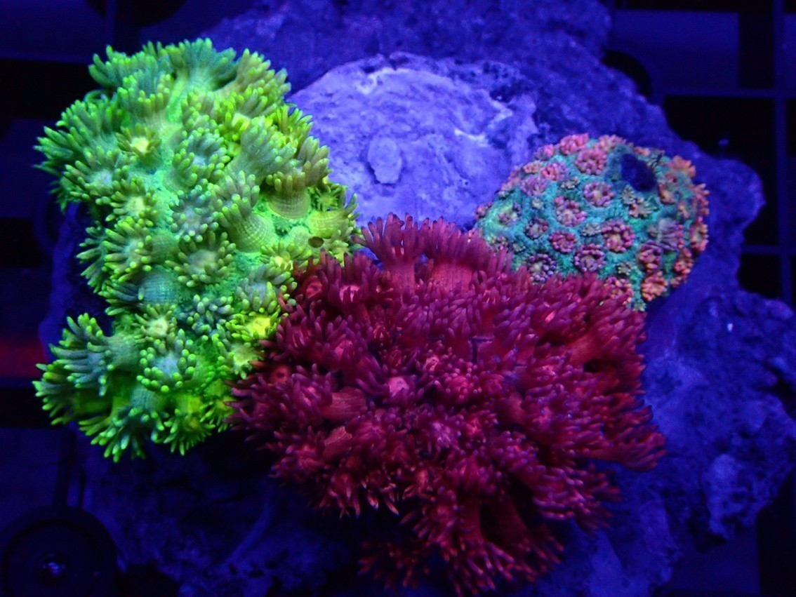 馬卡龍來一波 馬卡龍來一波 龍魚論壇 第4張