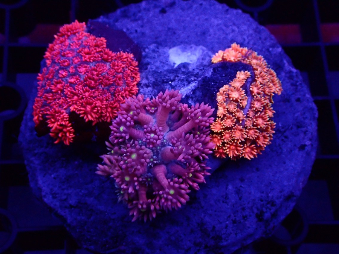 馬卡龍來一波 馬卡龍來一波 龍魚論壇 第9張