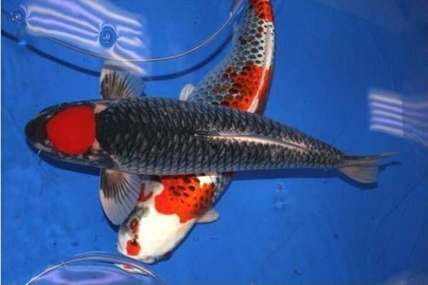 家里魚頻繁死什么兆頭：魚死了預示主人會出大事嗎