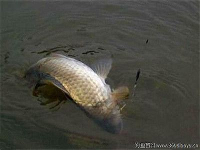 家里魚(yú)缸養(yǎng)多少條魚(yú)好：家里魚(yú)缸養(yǎng)多少條魚(yú)好呢